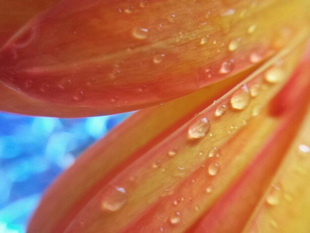 Foto primer plano de las gotas de agua en la flor