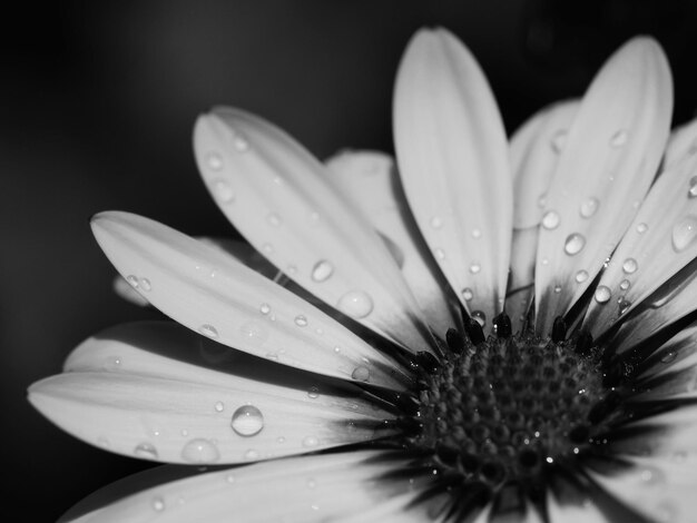 Primer plano de las gotas de agua en la flor