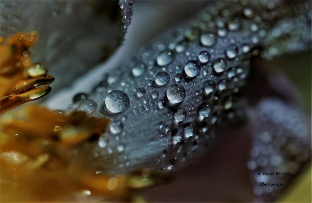 Foto primer plano de gotas de agua en una flor.