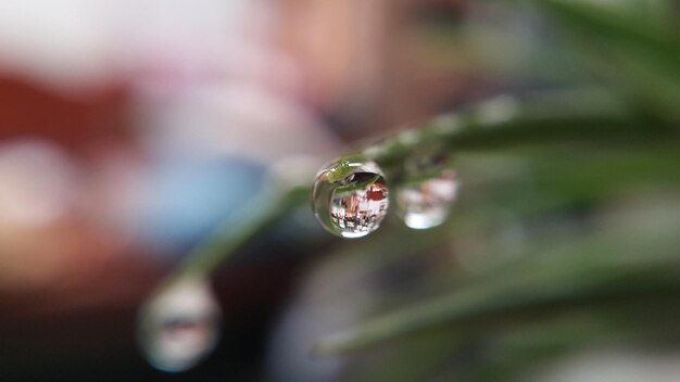 Foto primer plano de las gotas de agua en la flor