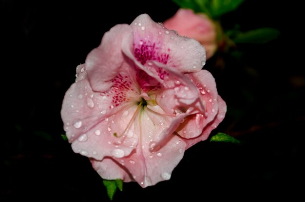 Primer plano de las gotas de agua en la flor