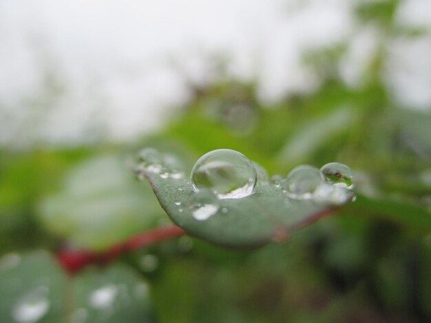 Primer plano de las gotas de agua en la flor