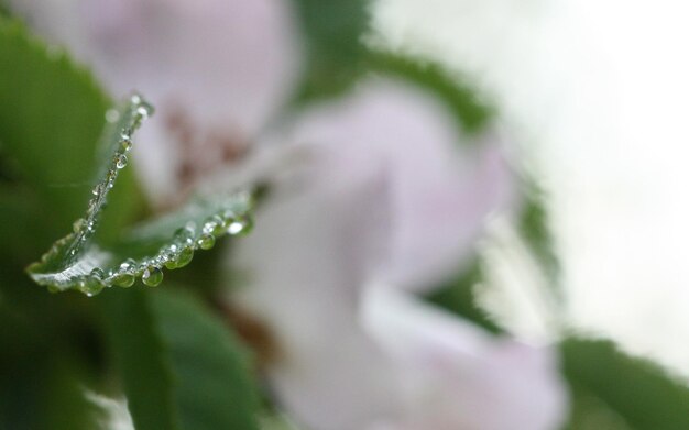 Foto primer plano de las gotas de agua en la flor