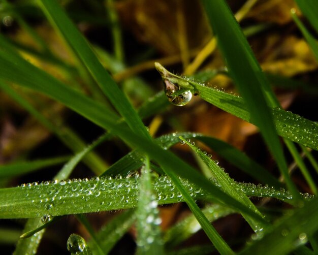 Primer plano de las gotas de agua en la hierba