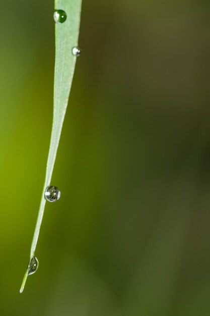 Foto primer plano de gotas de agua en una hoja de hierba