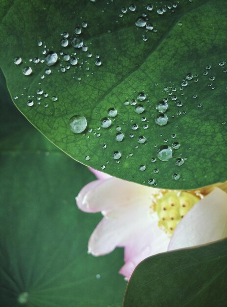 Foto primer plano de las gotas de agua en la hoja de loto