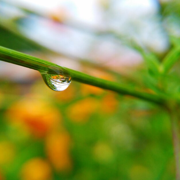 Primer plano de las gotas de agua en la hoja