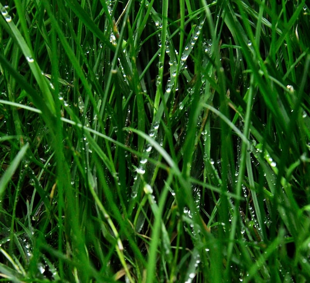 Primer plano de las gotas de agua en la hoja