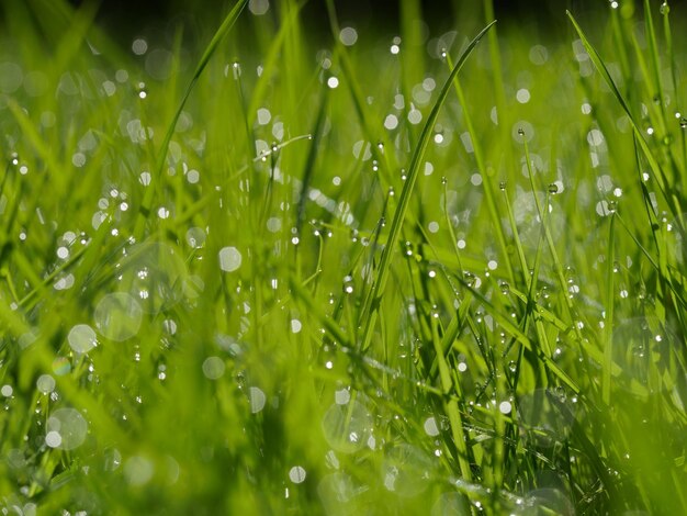 Foto primer plano de las gotas de agua en la hoja