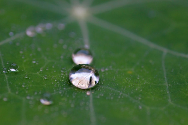 Primer plano de las gotas de agua en la hoja