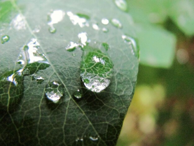 Foto primer plano de las gotas de agua en la hoja