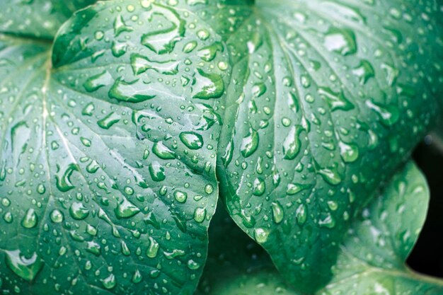 Foto primer plano de las gotas de agua en la hoja