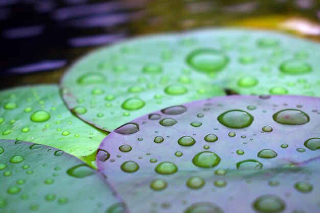 Foto primer plano de las gotas de agua en la hoja