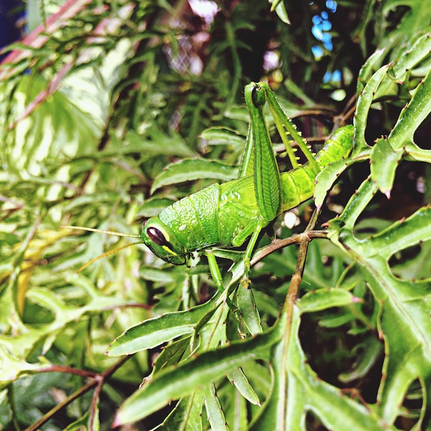 Foto primer plano de las gotas de agua en la hoja