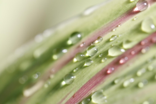 Primer plano de las gotas de agua en la hoja