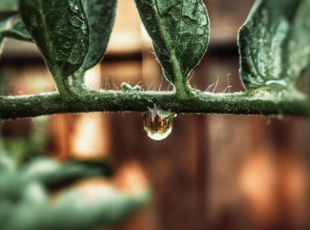 Foto primer plano de las gotas de agua en la hoja