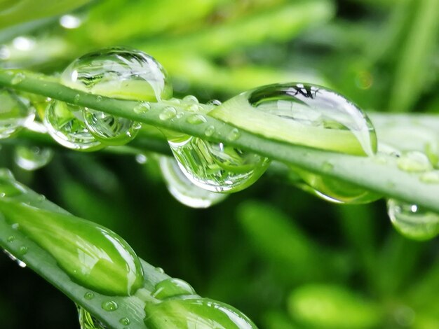 Primer plano de las gotas de agua en la hoja