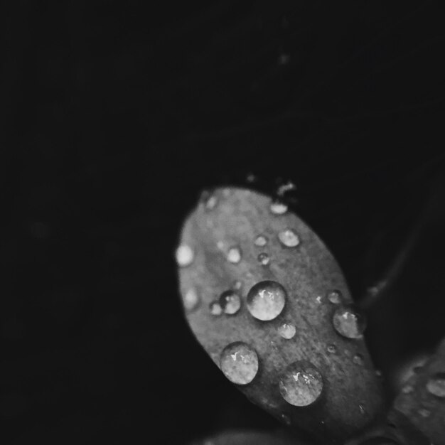 Primer plano de las gotas de agua en la hoja