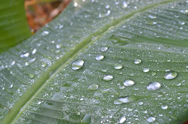 Foto primer plano de las gotas de agua en la hoja