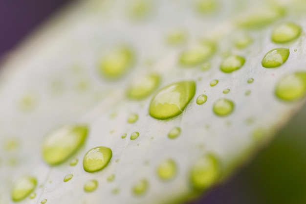 Primer plano de las gotas de agua en la hoja