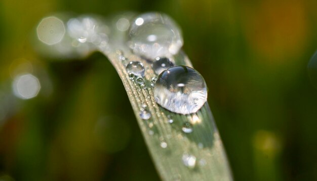 Foto primer plano de las gotas de agua en la hoja