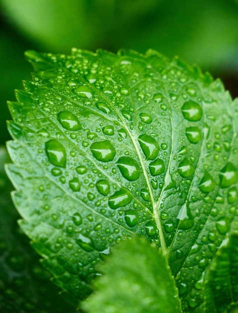 Foto primer plano de las gotas de agua en la hoja