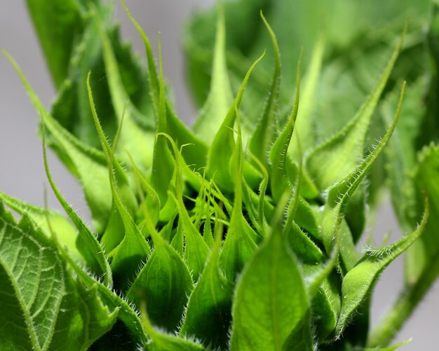 Primer plano de las gotas de agua en la hoja