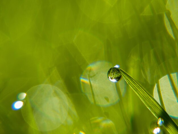 Primer plano de gotas de agua en las hojas de las plantas