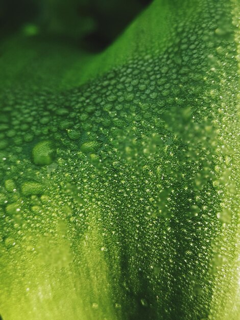 Foto primer plano de gotas de agua en las hojas