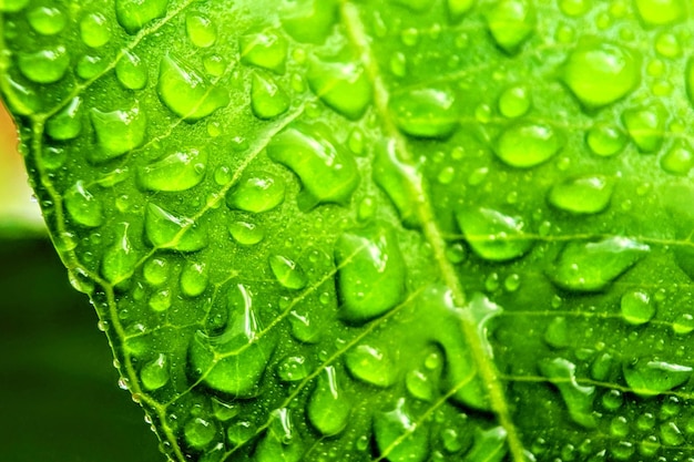 Primer plano de gotas de agua en las hojas