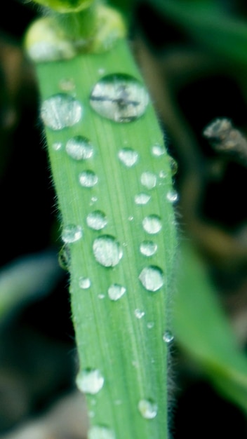 Foto primer plano de gotas de agua en las hojas