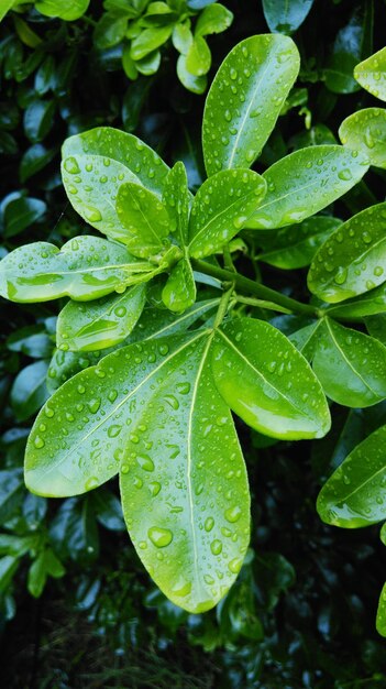 Primer plano de gotas de agua en las hojas