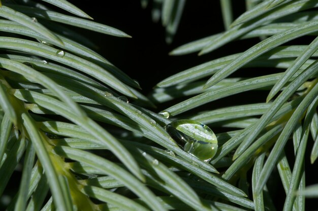 Foto primer plano de gotas de agua en las hojas