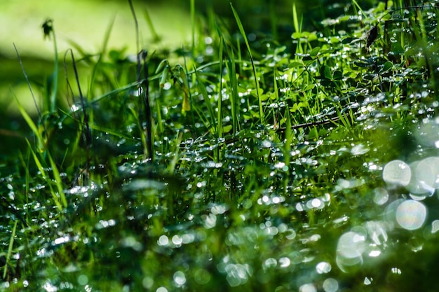 Foto primer plano de gotas de agua en las hojas