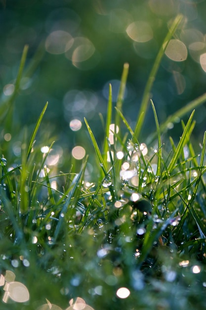 primer plano de las gotas de agua de la mañana sobre la hierba verde, fondo natural