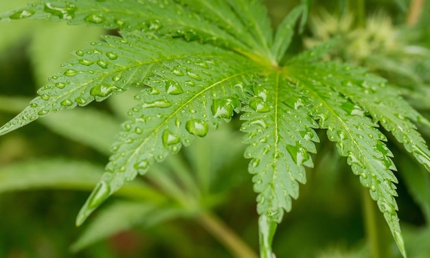 Primer plano de gotas de agua en una planta de cannabis