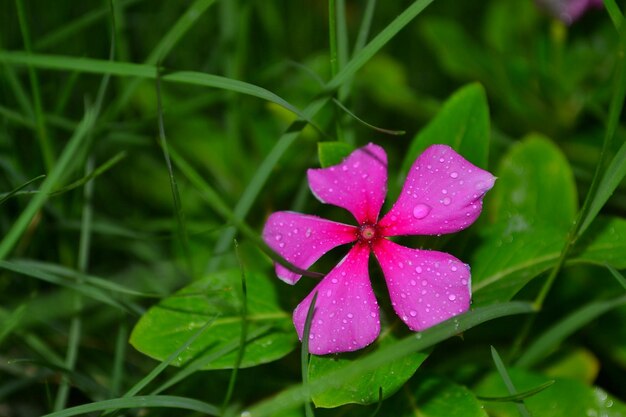 Foto primer plano de gotas de agua en una planta con flores rosas