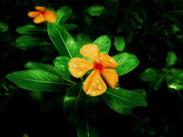 Foto primer plano de las gotas de agua en una planta con flores