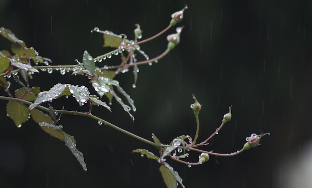 Foto primer plano de las gotas de agua en la planta