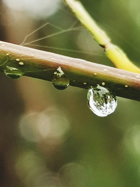 Foto primer plano de las gotas de agua en la planta