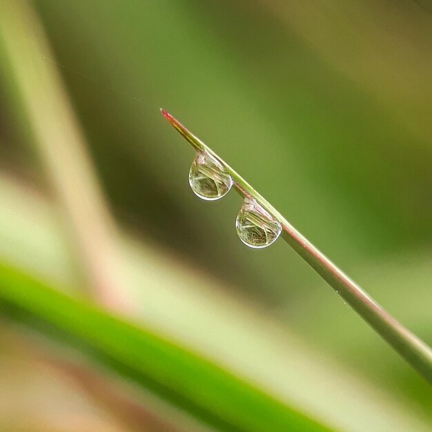 Primer plano de las gotas de agua en la planta