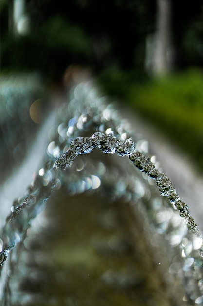 Primer plano de las gotas de agua en la planta