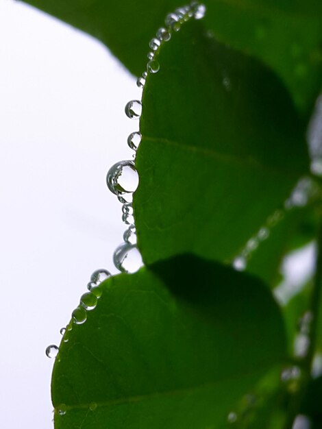 Foto primer plano de las gotas de agua en la planta