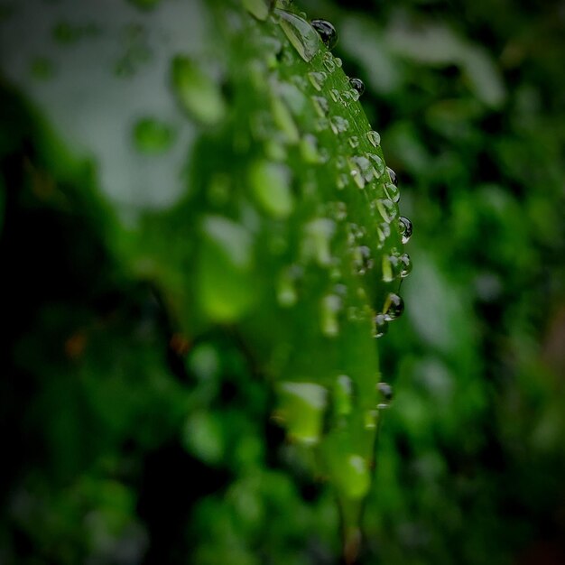 Foto primer plano de las gotas de agua en la planta