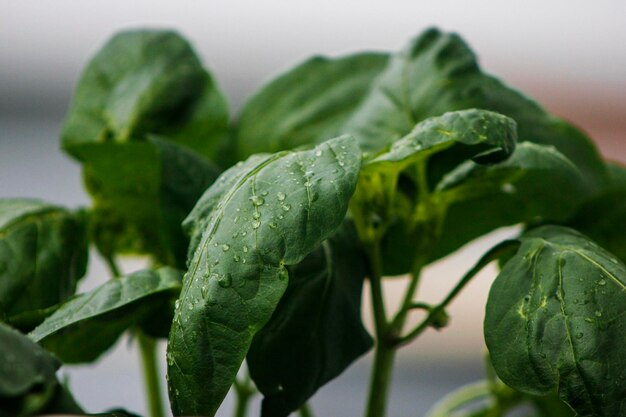 Foto primer plano de las gotas de agua en la planta