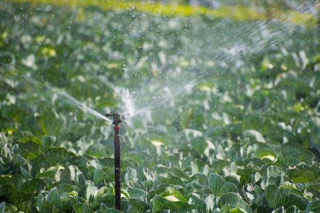 Foto primer plano de las gotas de agua en las plantas