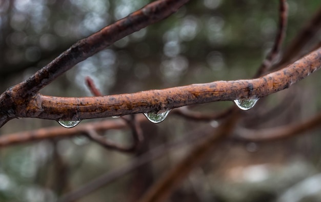 Foto primer plano de las gotas de agua en la ramita