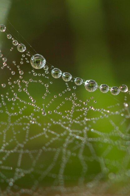 Primer plano de gotas de agua en la red de araña