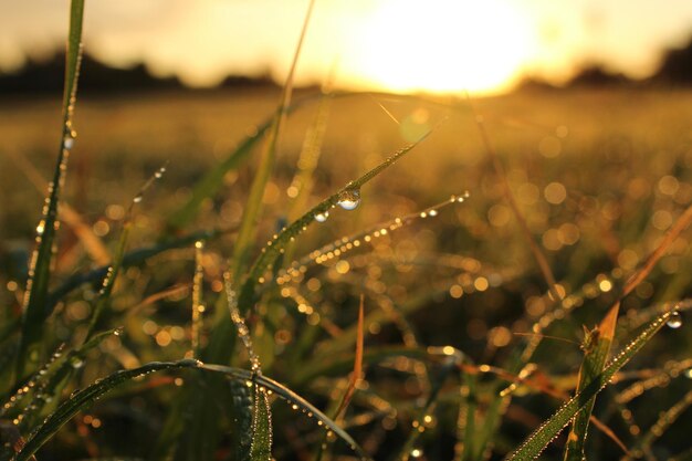 Foto primer plano de gotas de agua en la red de araña