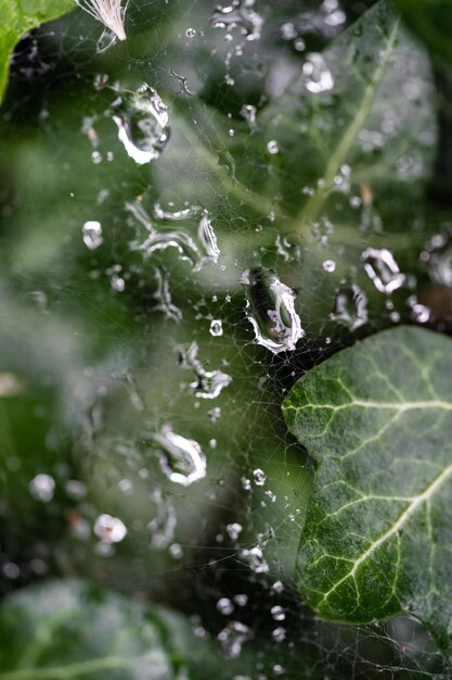 Foto primer plano de las gotas de agua en la red entre las hojas